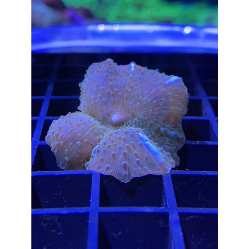 Green Shiny Mushroom Frag 1HD Green Shiny Mushroom Frag 1HD