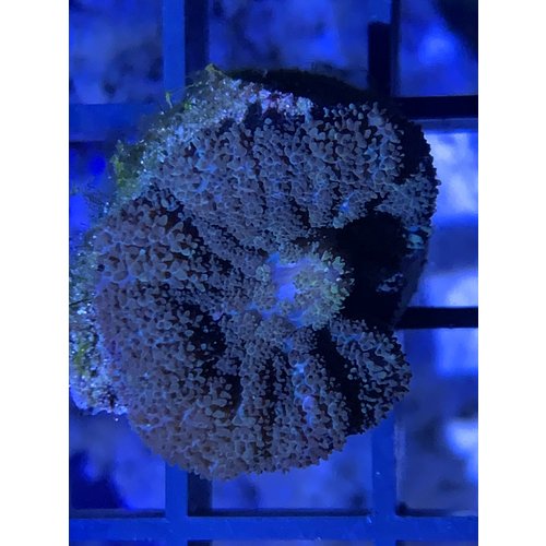 Brown Mushroom Frag (1HD) Brown Mushroom Frag (1HD)