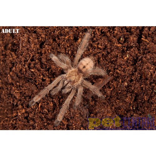 Trinidad Chevron Tarantula Trinidad Chevron Tarantula