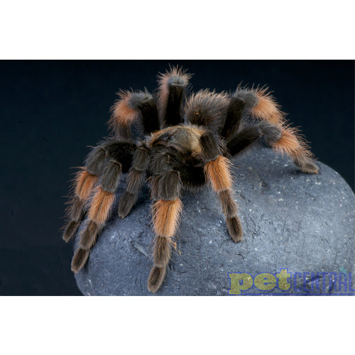 Mexican Redleg Tarantula Mexican Redleg Tarantula