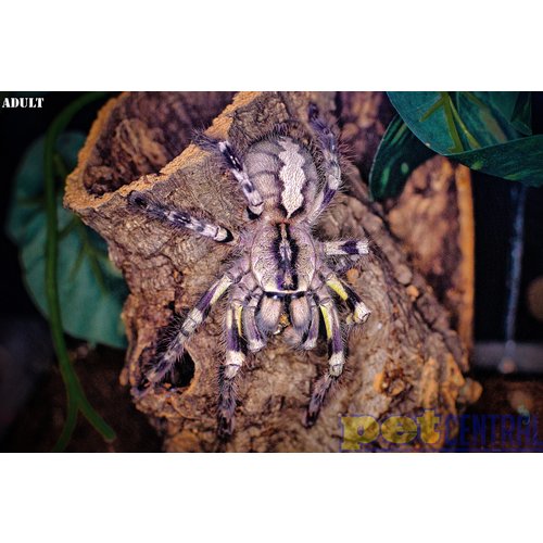 Indian Ornamental (P. Regalis) Tarantula Spiderling 5cm Indian Ornamental (P. Regalis) Tarantula Spiderling 5cm