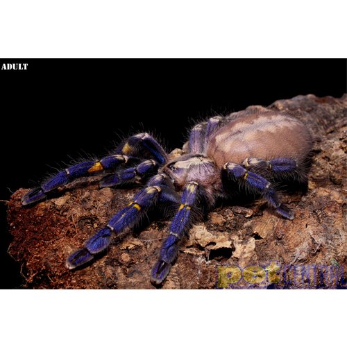 Gooty Sapphire (P. Metallica) Tarantula Spiderling 3cm Gooty Sapphire (P. Metallica) Tarantula Spiderling 3cm