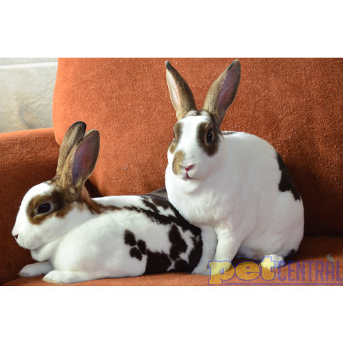Mini Rex Rabbit Baby (8-14weeks) Mini Rex Rabbit Baby (8-14weeks)