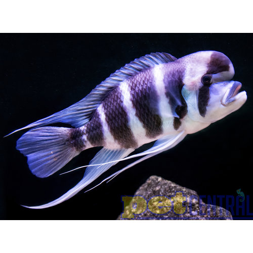 Frontosa Assorted LG Frontosa Assorted LG