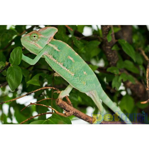 Veiled Chameleon Baby Unsexed Veiled Chameleon Baby Unsexed