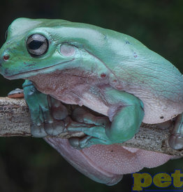 Australian Australian White's Tree Frog Baby