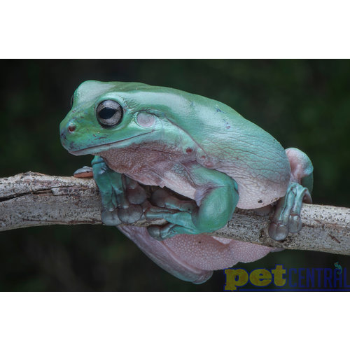 Australian White's Tree Frog Baby (1-2") Australian White's Tree Frog Baby (1-2")