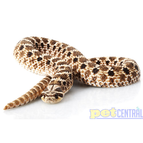 Western Hognose Female Juvenile Western Hognose Female Juvenile