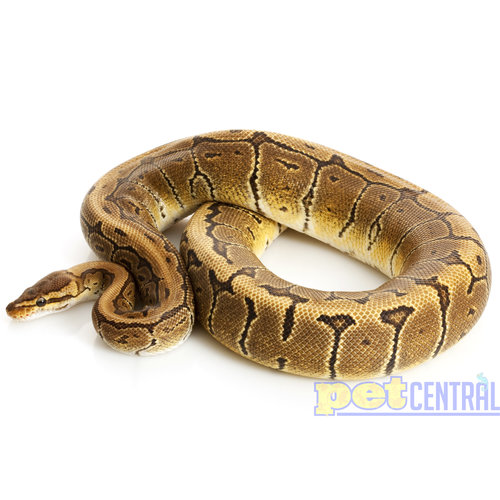 WYSIWYG Pinstripe Ball Python Adult ~ 3' WYSIWYG Pinstripe Ball Python Adult ~ 3'