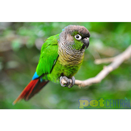Green Cheek Conure (6-7 Months Old) - Locally Raised Green Cheek Conure (6-7 Months Old) - Locally Raised