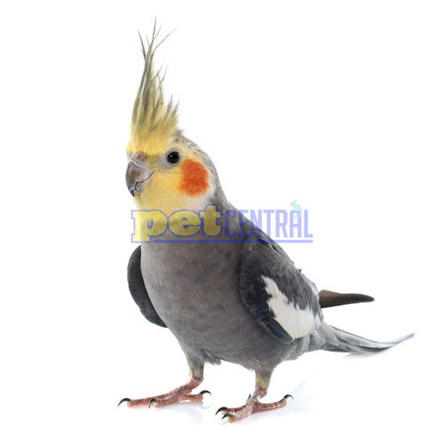 Cockatiel Juvenile (~12wks) Cockatiel Juvenile (~12wks)