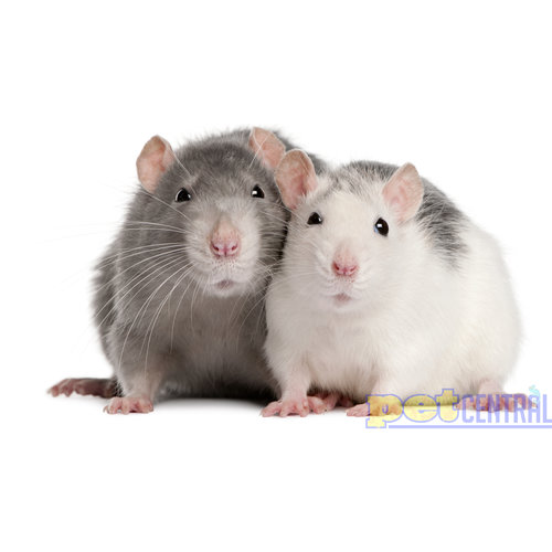 Adult (Weaned) Rat Adult (Weaned) Rat