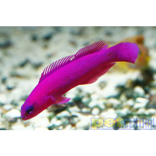Tank Raised Orchid Dottyback MD Tank Raised Orchid Dottyback MD