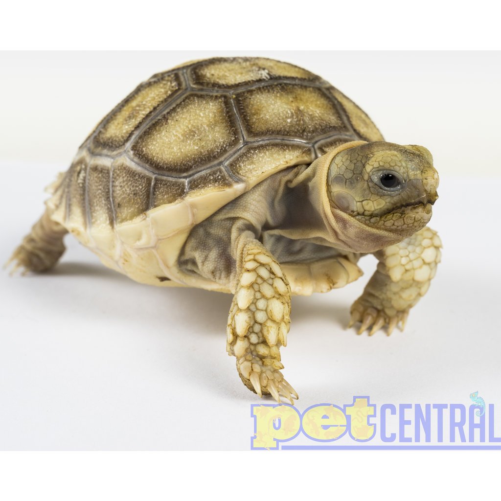 Captive Bred Sulcata Tortoise Baby