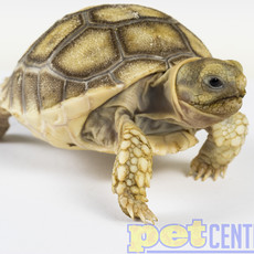 Captive Bred Sulcata Tortoise Baby