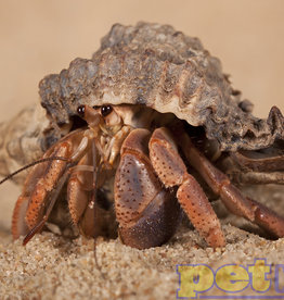 Native Shell Land Hermit Crab