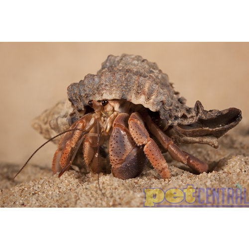 Native Shell Land Hermit Crab Native Shell Land Hermit Crab