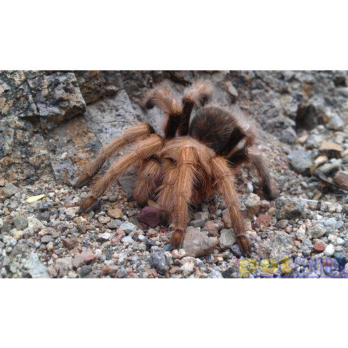 Arizona Blonde Tarantula MD (1.5"-2.5") Arizona Blonde Tarantula MD (1.5"-2.5")