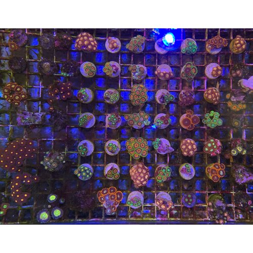 Assorted $15 Zoanthid Frag Assorted $15 Zoanthid Frag