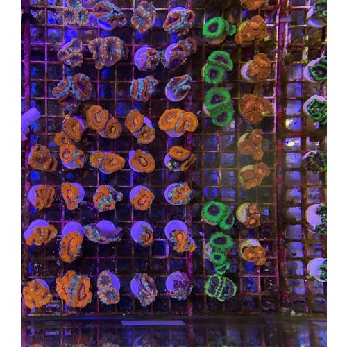 Australian Acan Grade A Frag Australian Acan Grade A Frag