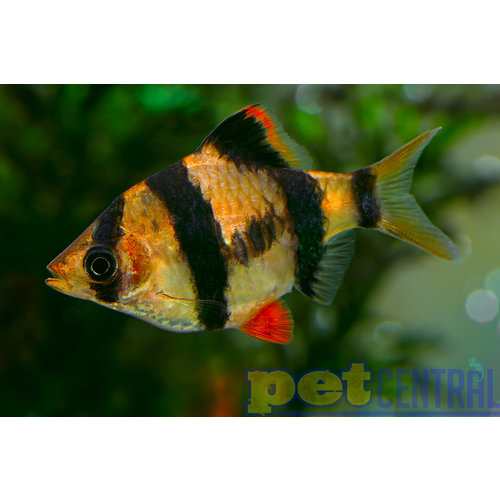 Tiger Barb RG Tiger Barb RG