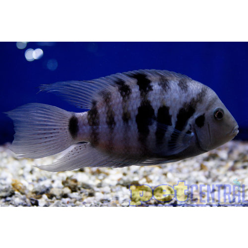 Convict Cichlid MD Convict Cichlid MD
