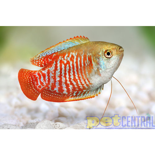 Fancy Dwarf Gourami Male RG Fancy Dwarf Gourami Male RG