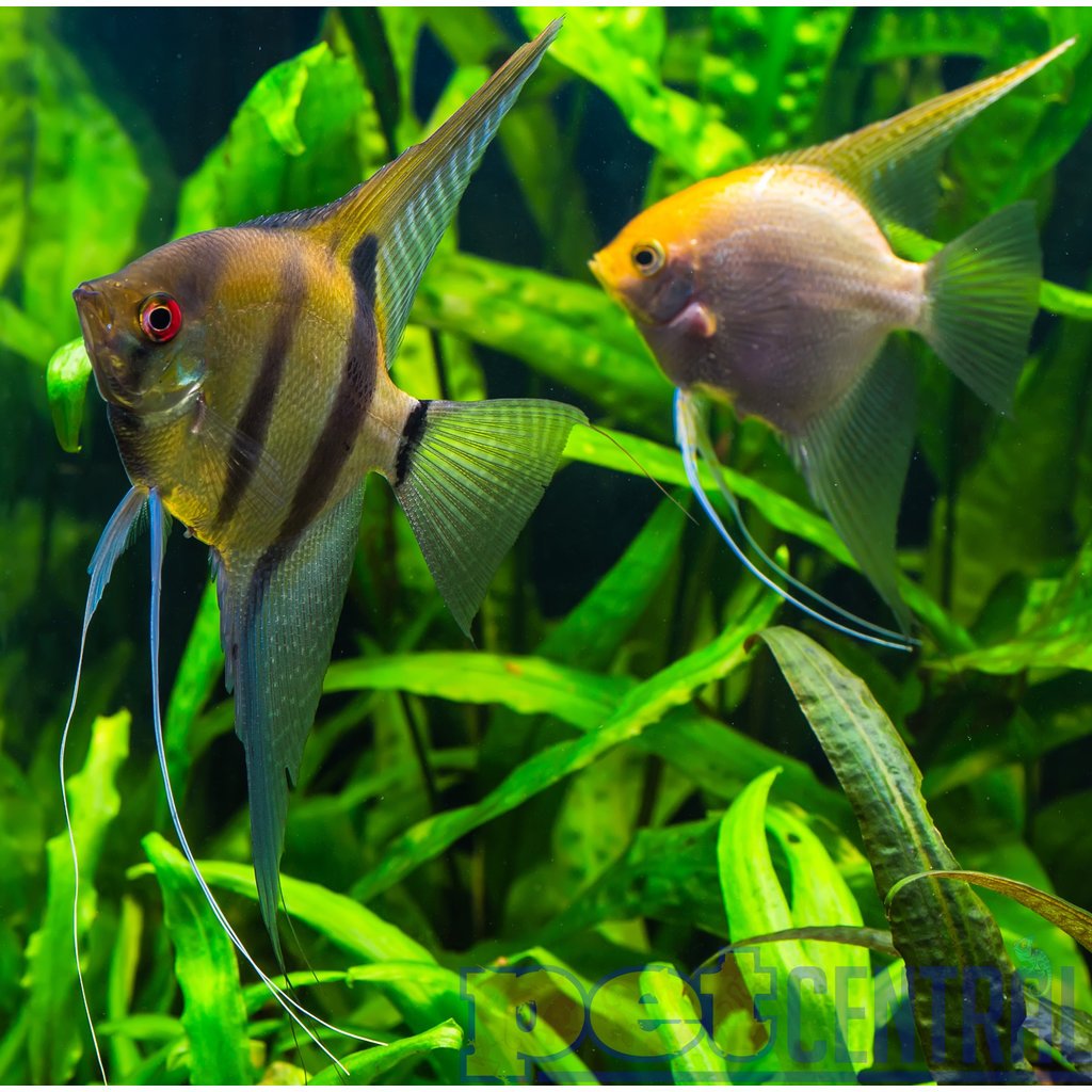 Angelfish freshwater deals for sale