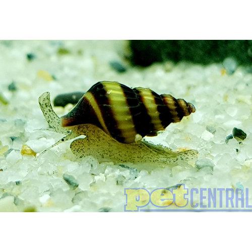 Assassin Snail RG Assassin Snail RG