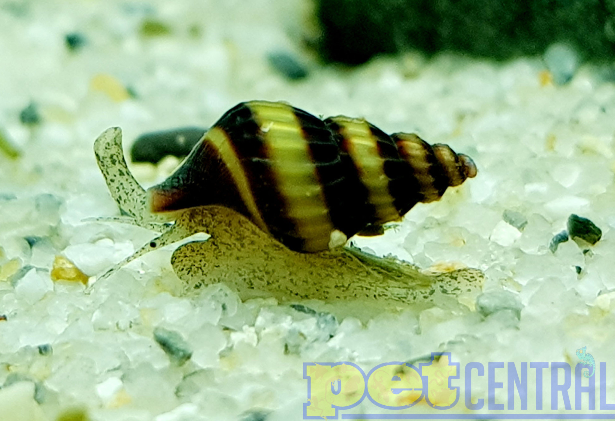 Assassin Snails for Sale Pet Central Pet Central