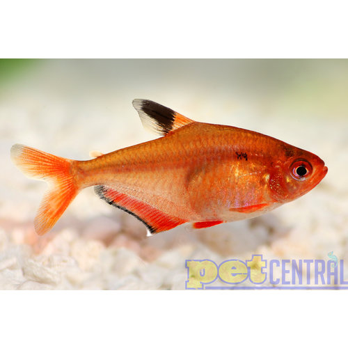 Serpae Tetra RG Serpae Tetra RG