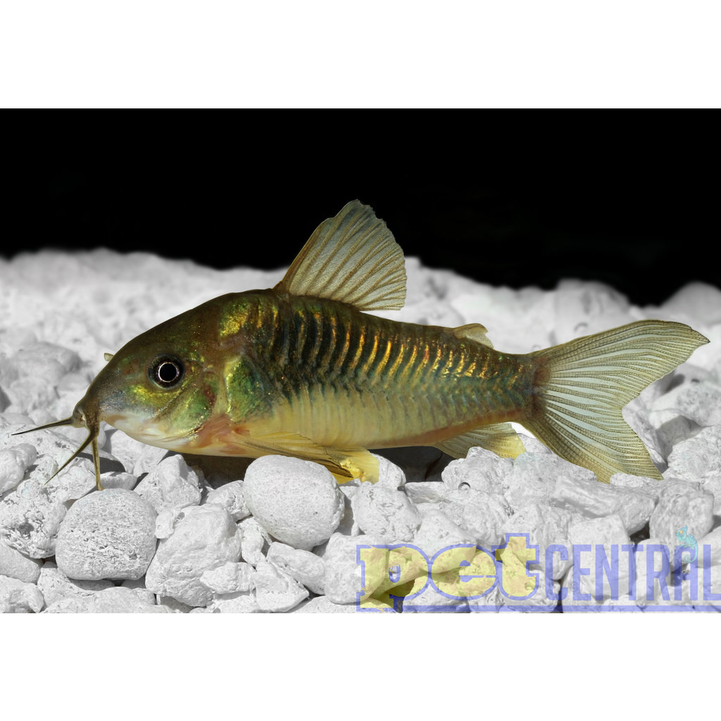 Green Cory Cat RG