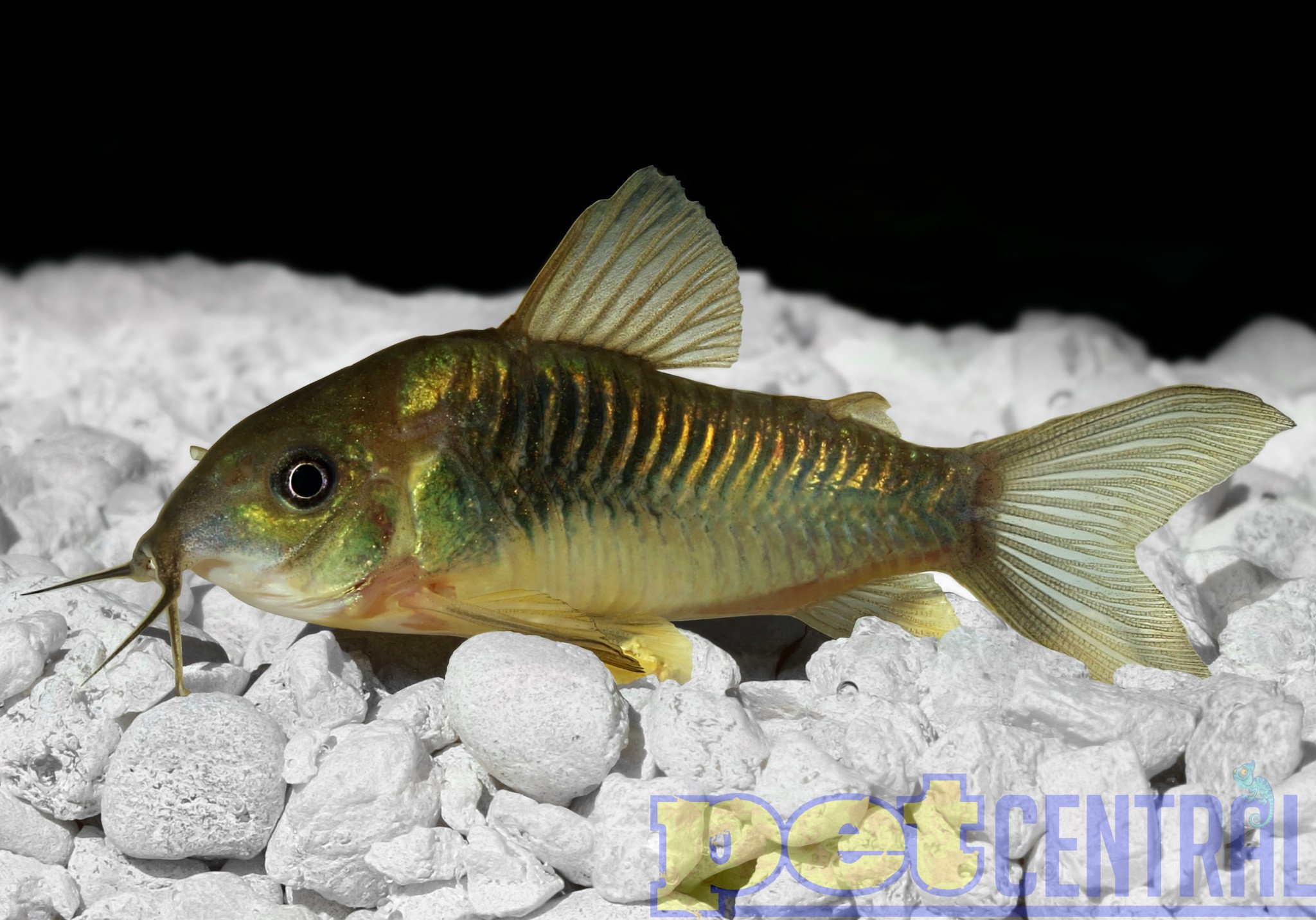 Care Guide for Cory Catfish – The Perfect Community Bottom Dweller –  Aquarium Co-Op