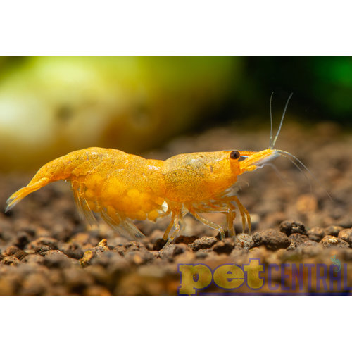 Assorted 'Neocaridina' Fancy Dwarf Shrimp