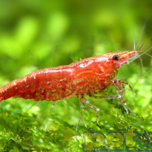 Assorted 'Neocaridina' Fancy Dwarf Shrimp
