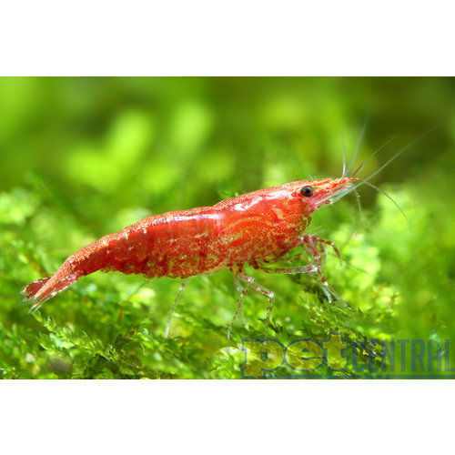 Assorted 'Neocaridina' Fancy Dwarf Shrimp Assorted 'Neocaridina' Fancy Dwarf Shrimp