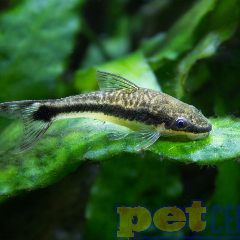 Otocinclus RG