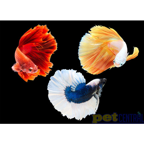 Assorted Betta Male LG Assorted Betta Male LG