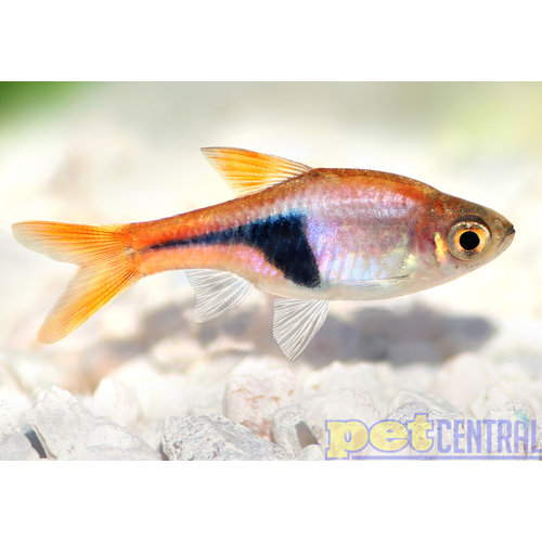 Harlequin Rasbora RG Harlequin Rasbora RG