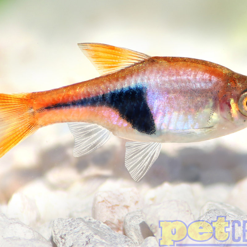 Harlequin Rasbora RG