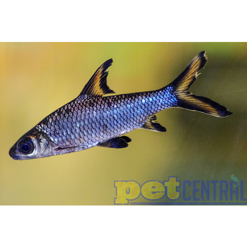 Bala Shark LG (4-6") Bala Shark LG (4-6")