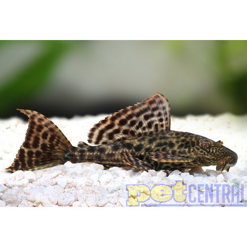 Common Pleco (Algae Eater) Common Pleco (Algae Eater)