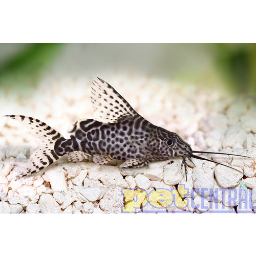 Featherfin Catfish RG Featherfin Catfish RG