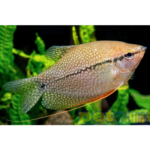 Pearl Leeri Gourami RG Pearl Leeri Gourami RG