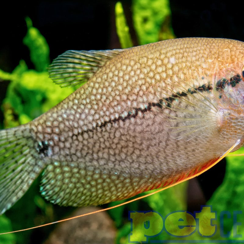 Pearl Leeri Gourami RG