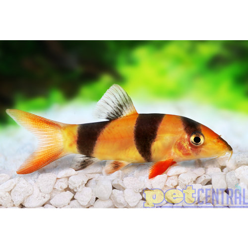 Clown Loach XL (6-8") Clown Loach XL (6-8")
