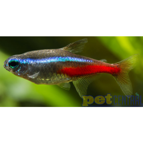 Neon Tetra (Florida Tank Raised) LG Neon Tetra (Florida Tank Raised) LG