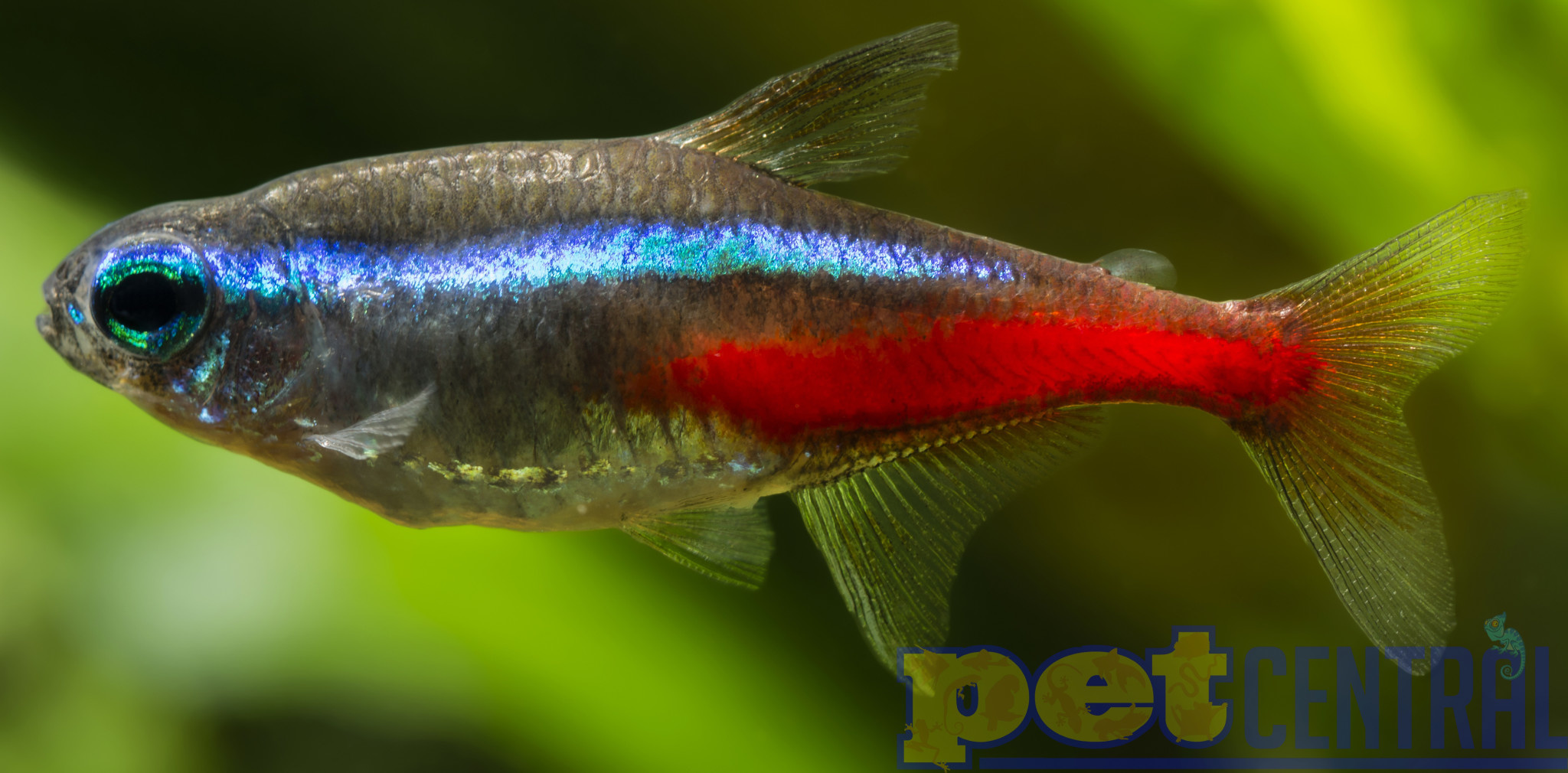 Neon Tetra: The Vibrant Choice for Your Aquarium, by Pet Pageant, Jan,  2024