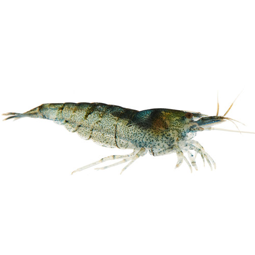 Amano Shrimp RG Amano Shrimp RG