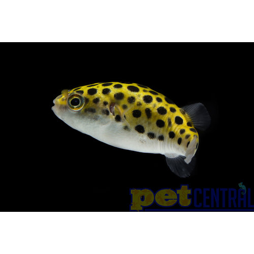 Leopard Puffer LG Leopard Puffer LG